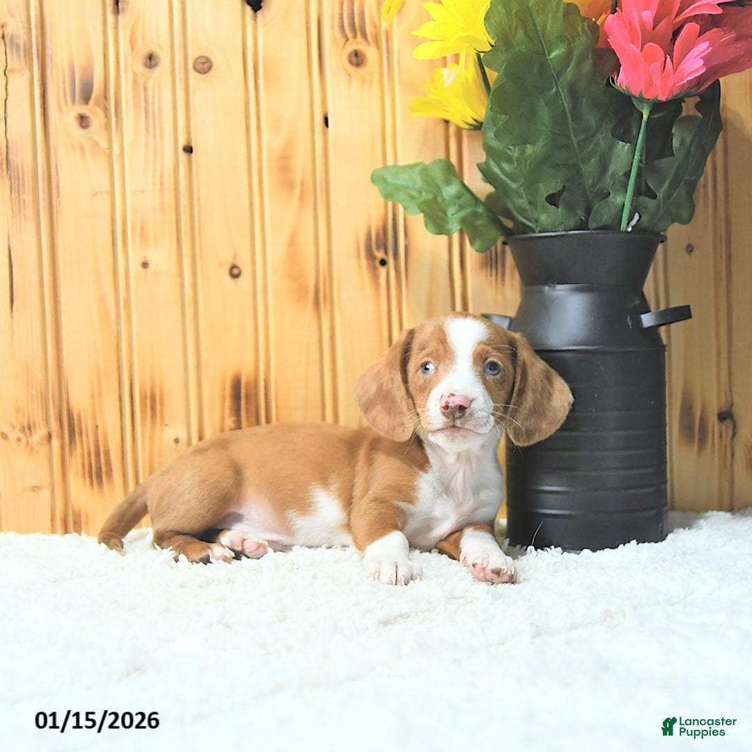 Miniature Dachshund dogs for sale: Maverick - Ad 4