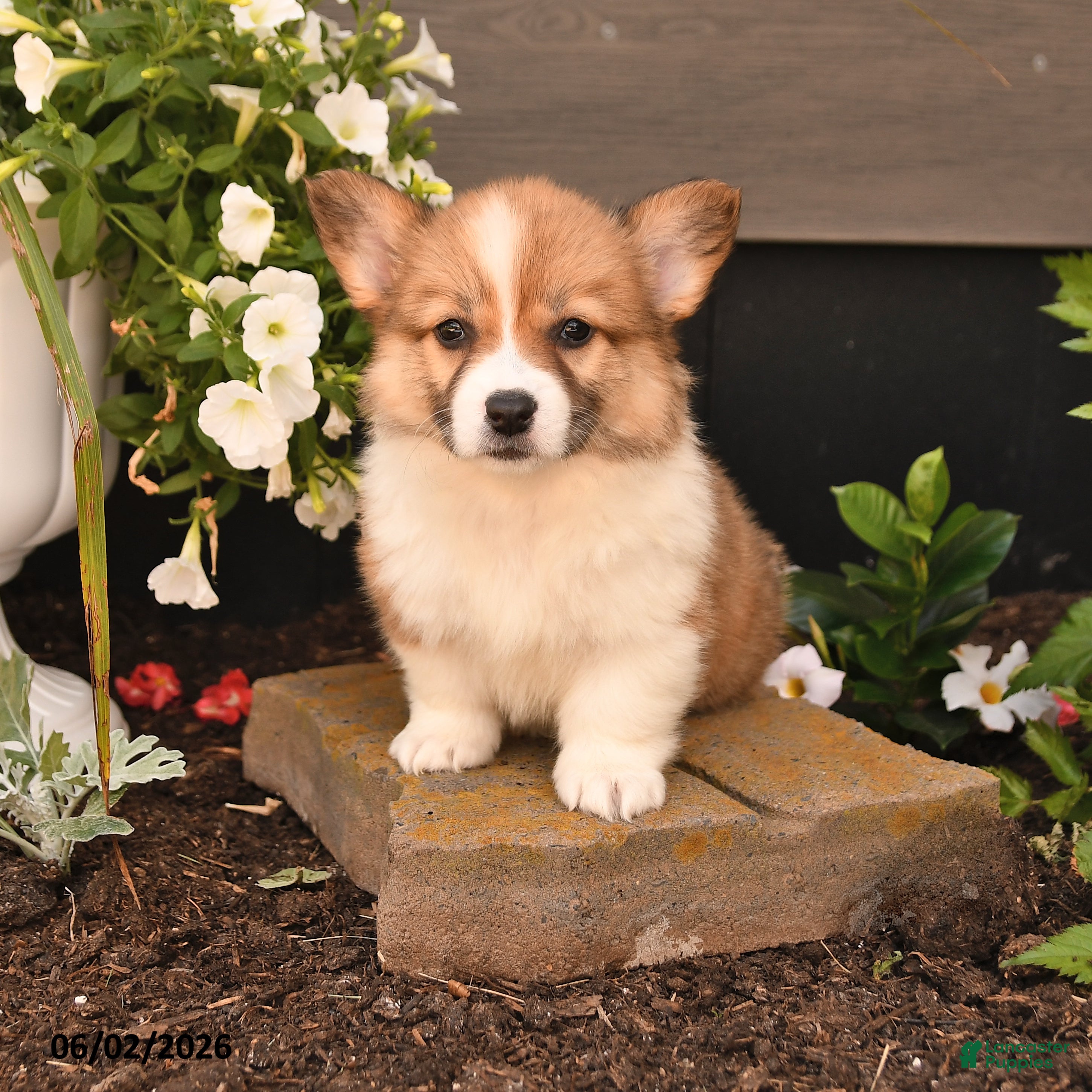 Welsh Corgi Pembroke dogs Bonny - Ad 1
