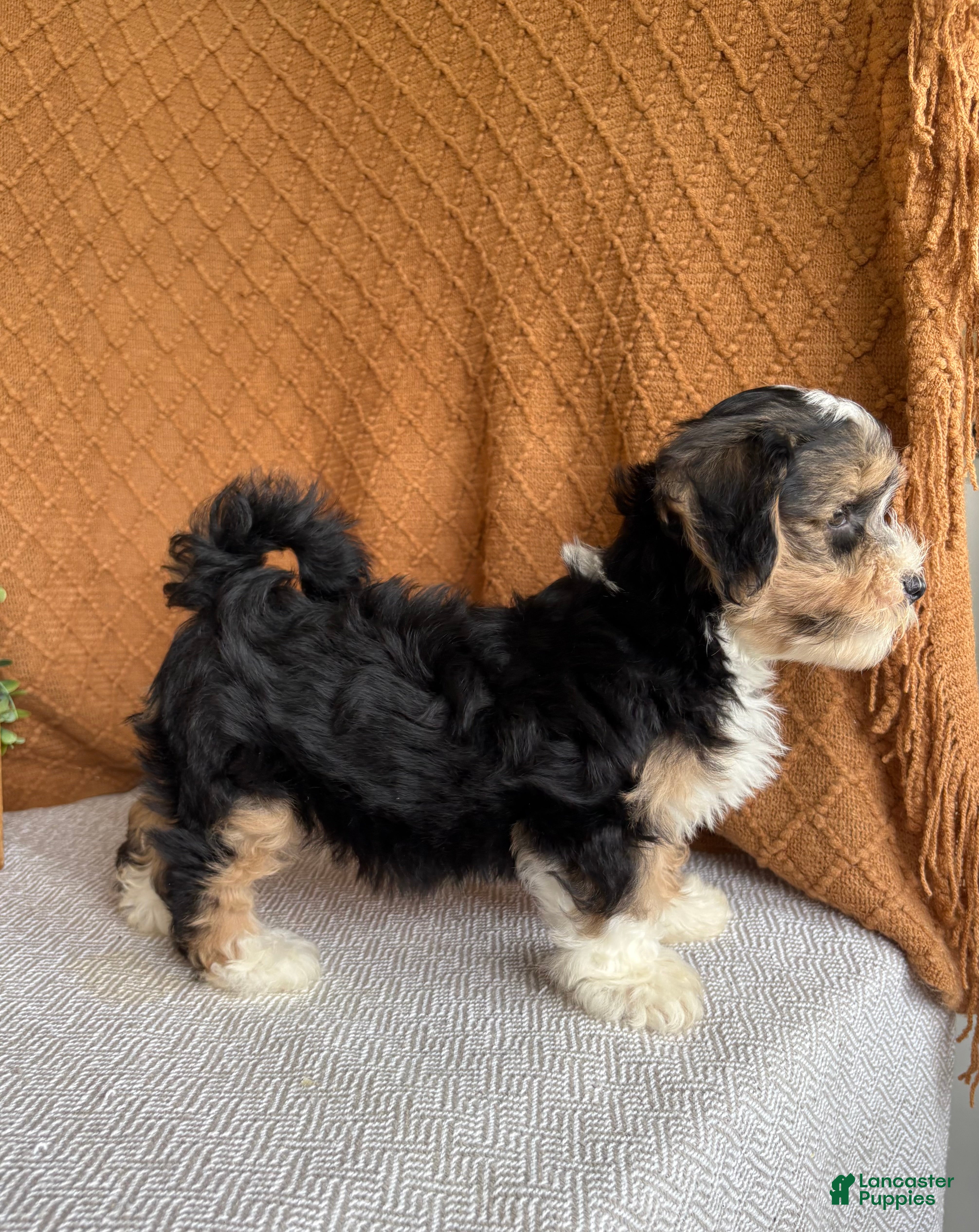 Havanese dogs Jasper  - Ad 2