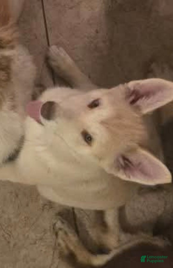 Gerberian Shepsky dogs Sadie - Ad 7
