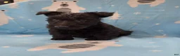 Scottish Terrier dogs for sale: Murrey - Ad 5