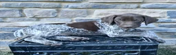 German Shorthaired Pointer dogs for sale: Remi  - Ad 3