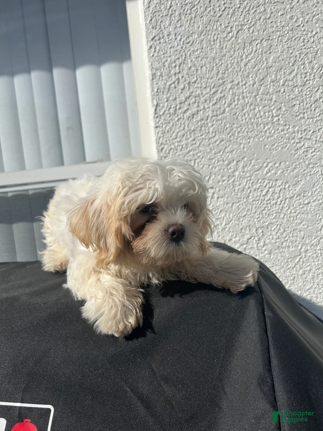 Shih Tzu dogs for sale: Shih Tzu Puppy 2 - Ad 3