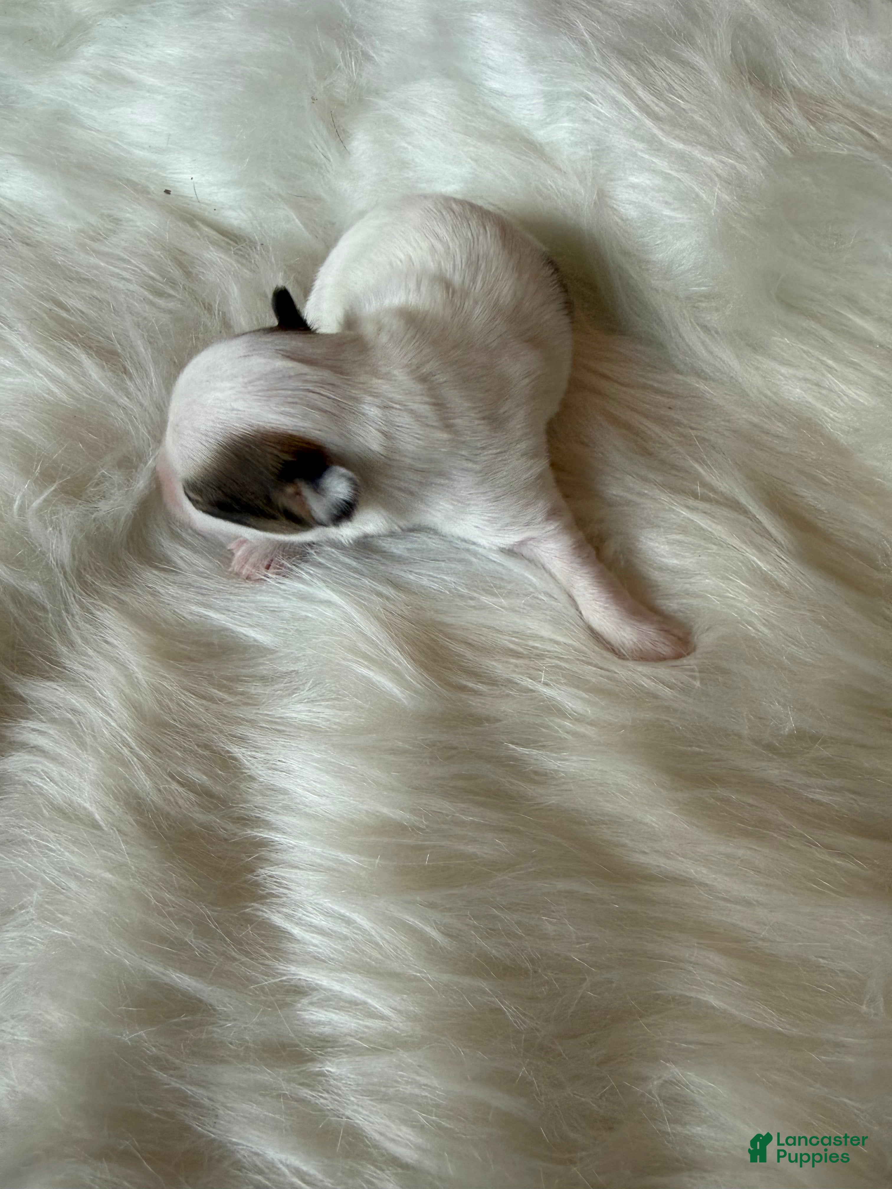 Chihuahua dogs Chihuahua Puppy 1 - Ad 35