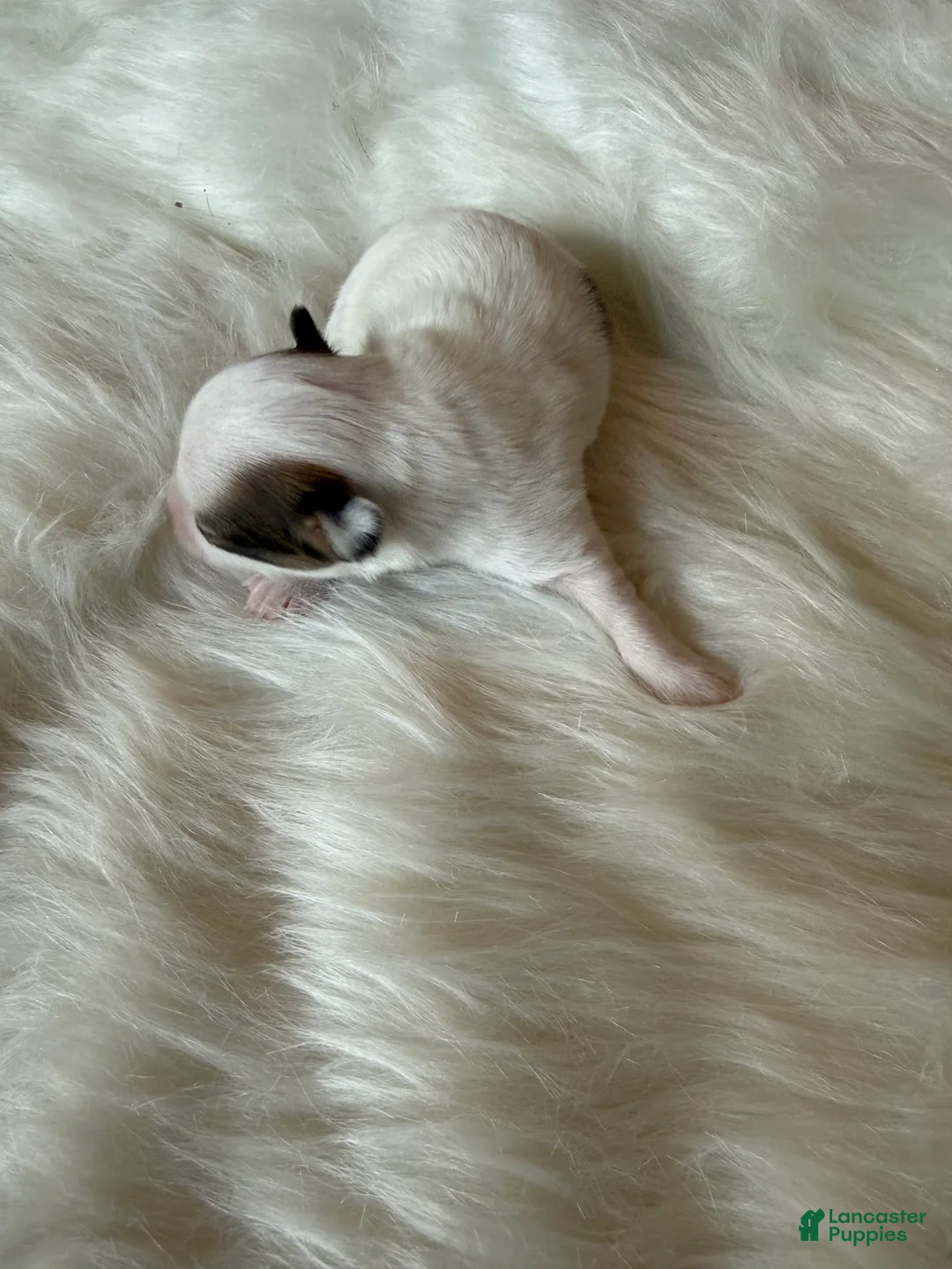 Chihuahua dogs for sale: Chihuahua Puppy 1 - Ad 1