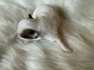 Chihuahua dogs Chihuahua Puppy 1 - Ad 35