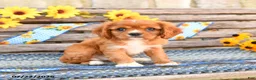 Cavalier King Charles Spaniel dogs for sale: Teddy - Ad 3