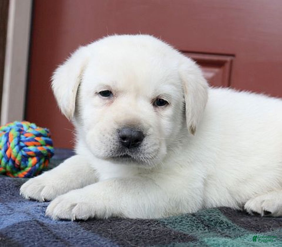 Labrador Retriever dogs for sale: Jackson - Champ lines - Ad 5