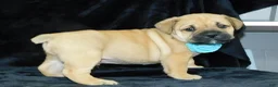 Mixed Breed dogs for sale: Roscoe - Ad 7