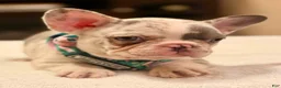 French Bulldog dogs for sale: 8 - Blue Merle Female - Ad 3