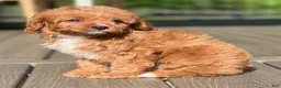 Cavapoo dogs for sale: Ollie - Ad 4