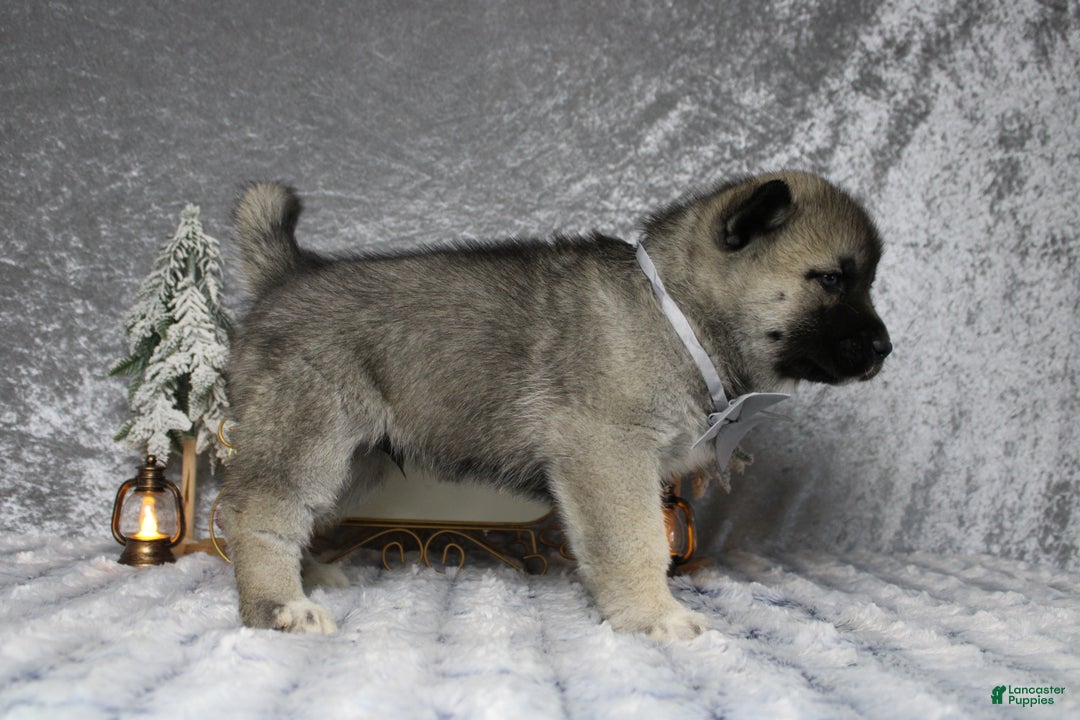 Pomsky dogs for sale: Lorcan  - Ad 6
