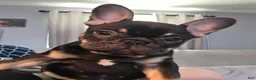 French Bulldog dogs for sale: Lucy - Ad 7
