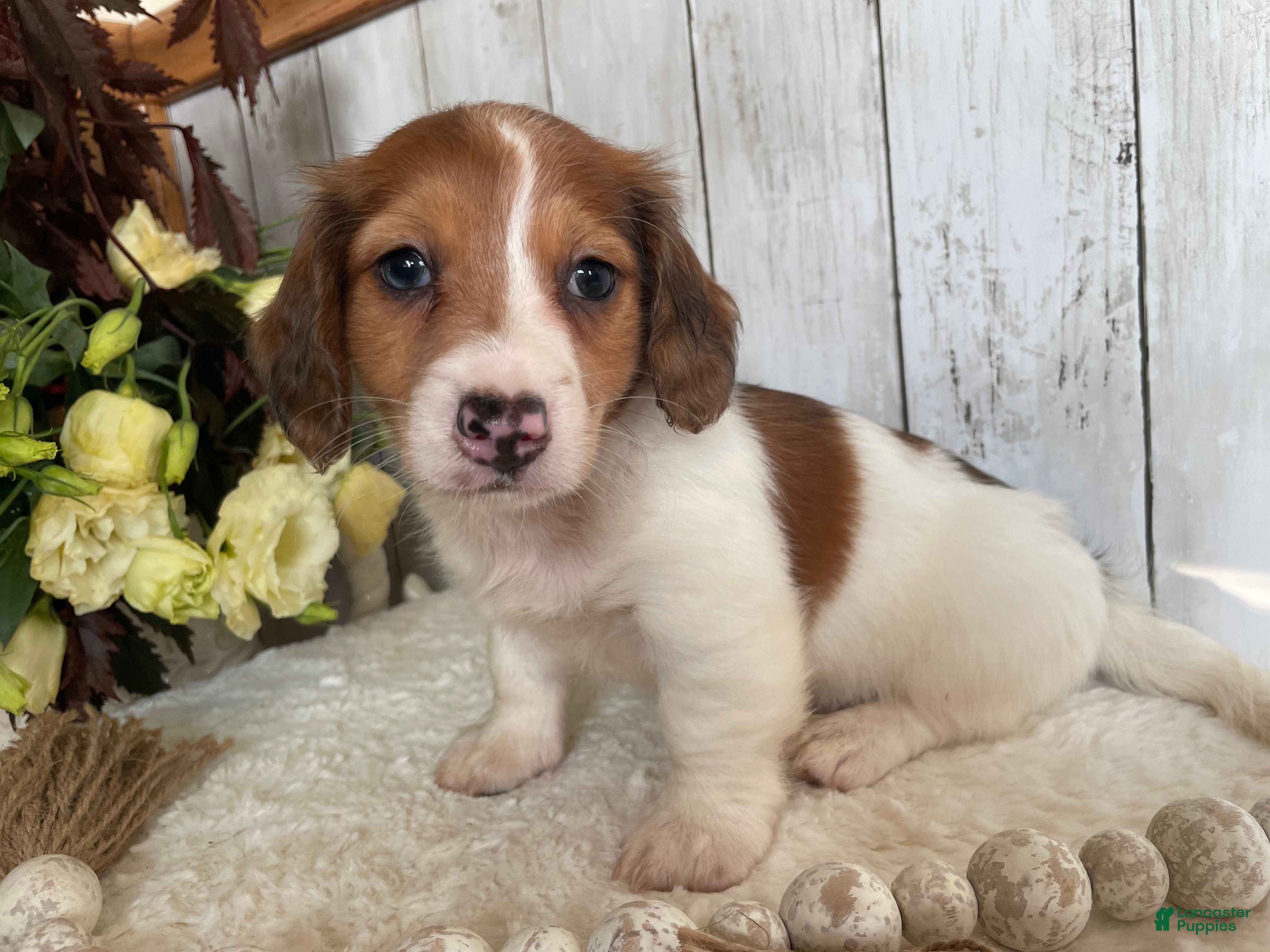 Miniature Dachshund dogs Luke - Ad 1