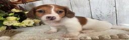 Miniature Dachshund dogs for sale: Luke - Ad 1