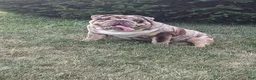 Beabull dogs for sale: Tank - Ad 21