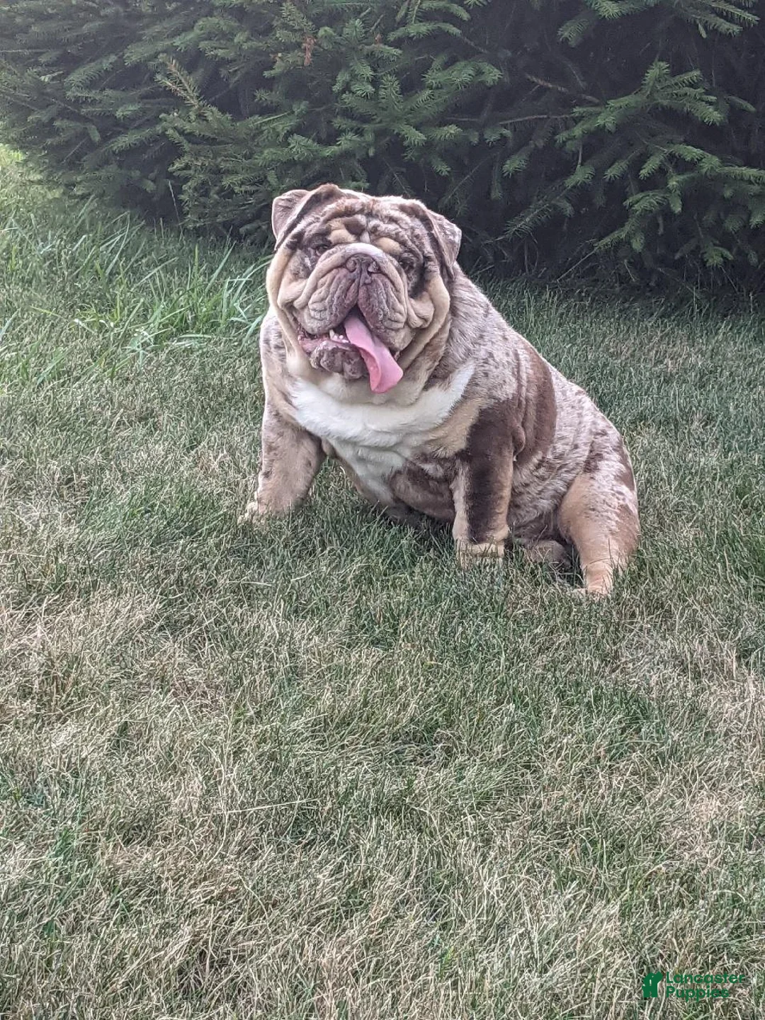 Beabull dogs for sale: Tank - Ad 21
