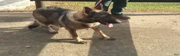 German Shepherd dogs for sale: Duke - Ad 7