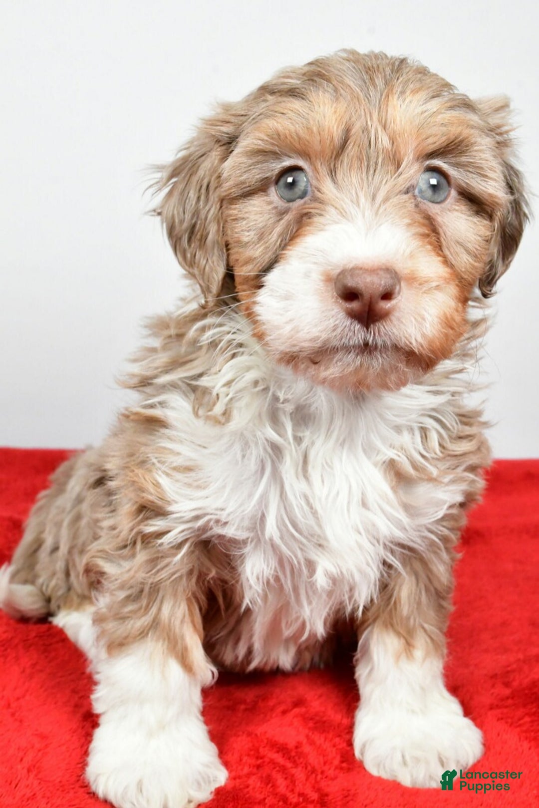 Mixed Breed dogs for sale: Bradley - Ad 1