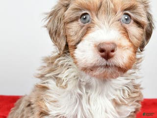 Mixed Breed dogs Bradley - Ad 35