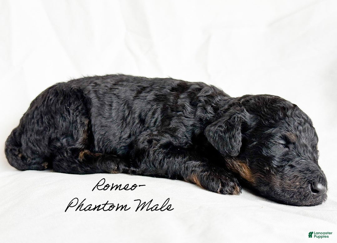 Standard Poodle dogs for sale: Romeo - Ad 1