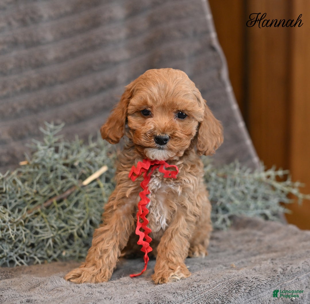 Cockapoo dogs for sale: Hannah - Ad 2