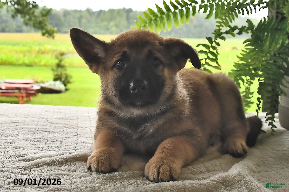 Mixed Breed dogs Bailey  - Ad 2