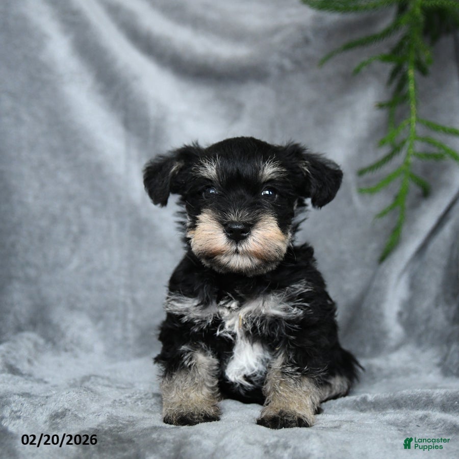 Miniature Schnauzer dogs Eloise - Ad 1
