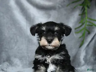 Miniature Schnauzer dogs for sale: Eloise - Ad 4