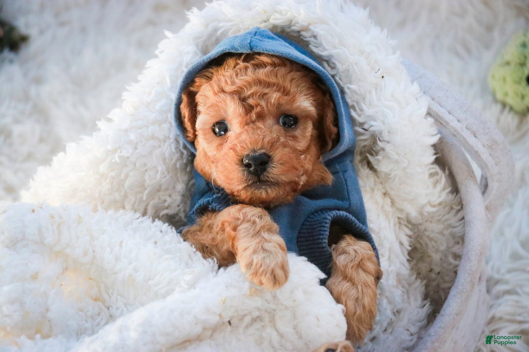 Miniature Poodle dogs for sale: Fredrick - Ad 5