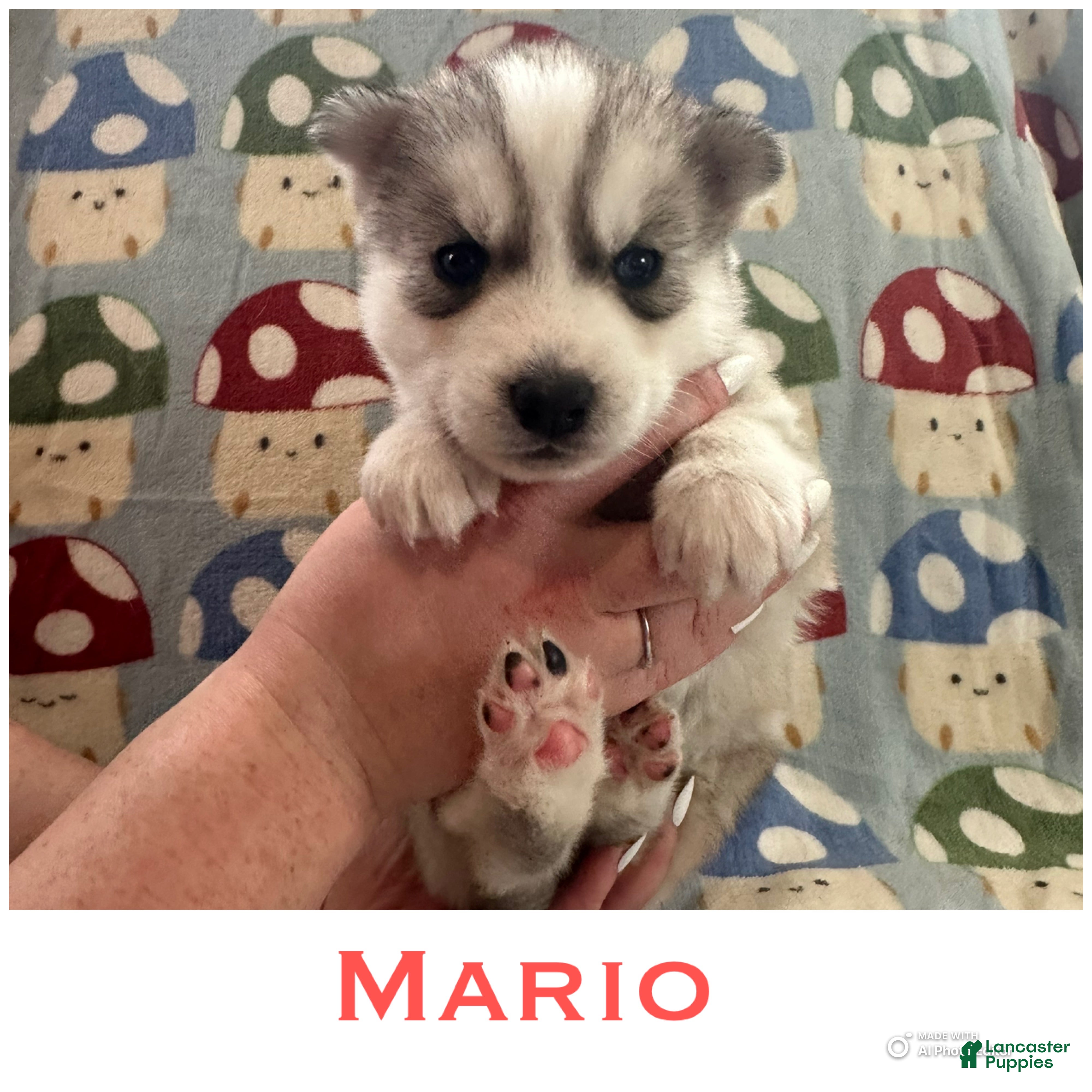 Siberian Husky dogs Mario - Ad 11