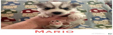 Mario