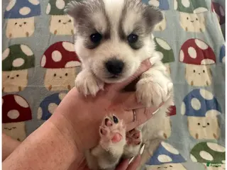 Siberian Husky dogs Mario - Ad 41