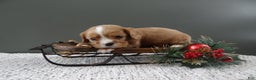 Cavalier King Charles Spaniel dogs for sale: Reese - Ad 2