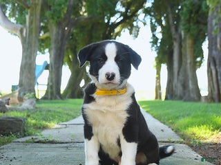 Mixed Breed dogs - Ad 26