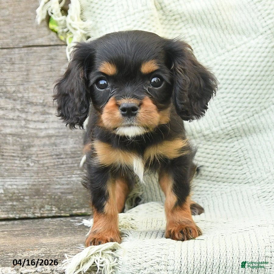 Cavalier King Charles Spaniel dogs Tommy - Ad 2