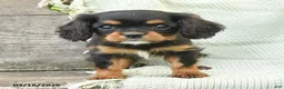 Cavalier King Charles Spaniel dogs for sale: Tommy - Ad 2