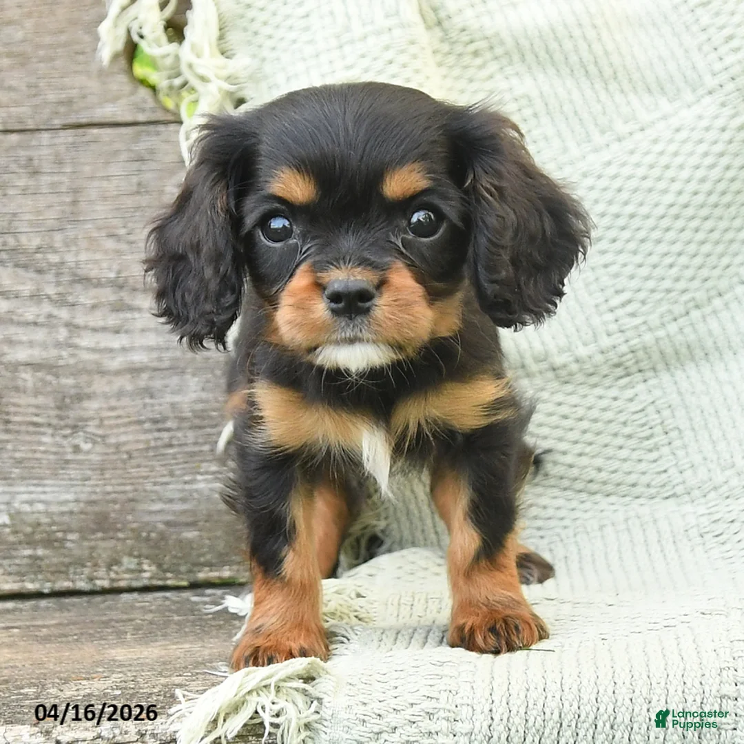 Cavalier King Charles Spaniel dogs for sale: Tommy - Ad 2