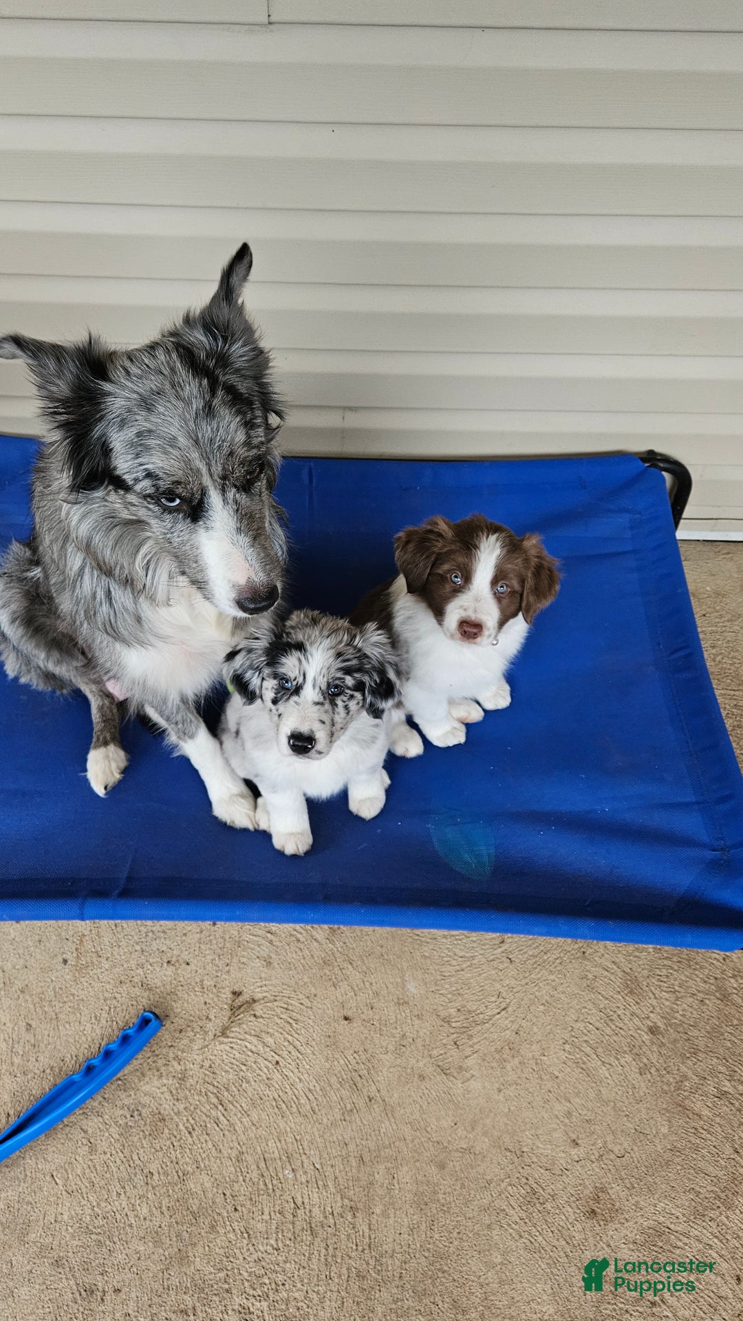 Border Collie dogs for sale: Border Collie Puppy 1 - Red - Ad 9