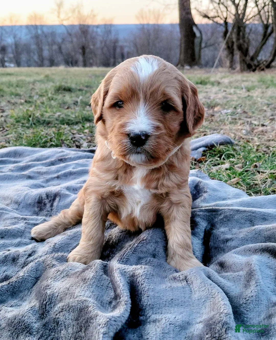 Mini Goldendoodle dogs for sale: Mini Goldendoodle (Max) - Ad 1
