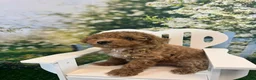 Maltipoo dogs for sale: Reba - Ad 3