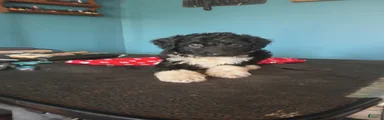 Aussiedoodle 4