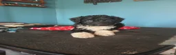 Aussiedoodle dogs for sale: Aussiedoodle 4 - Ad 1