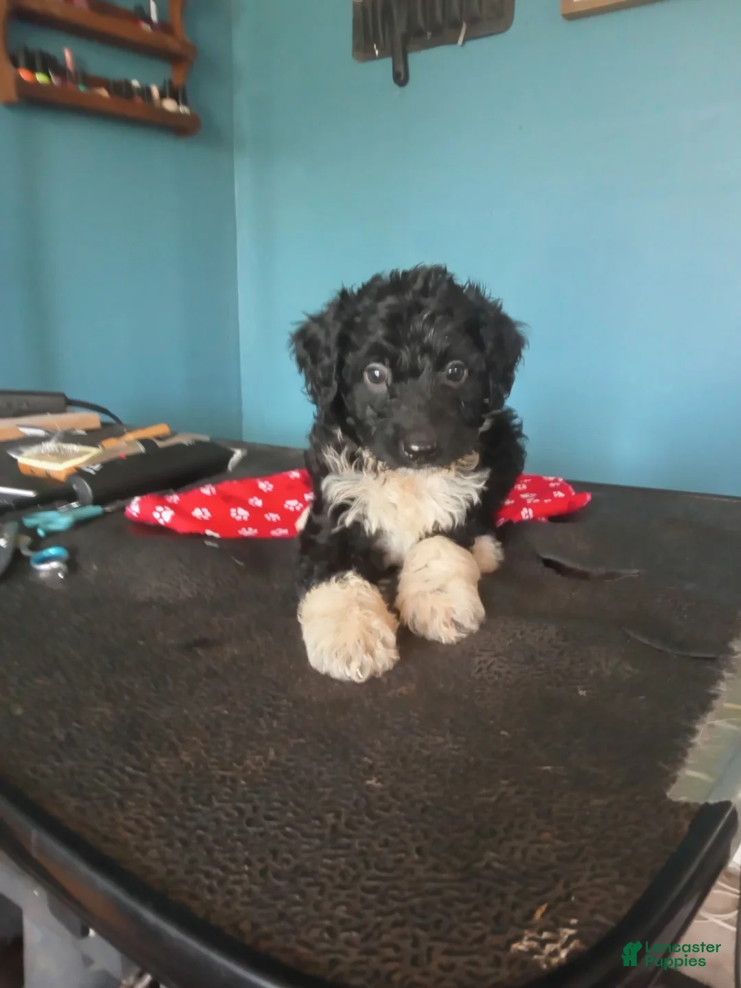 Aussiedoodle dogs for sale: Aussiedoodle 4 - Ad 1