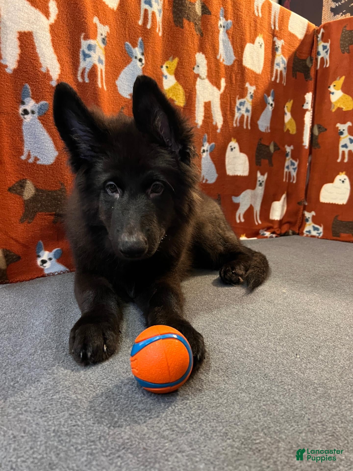 German Shepherd dogs Cooper - Ad 2