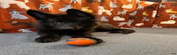German Shepherd dogs for sale: Cooper - Ad 2