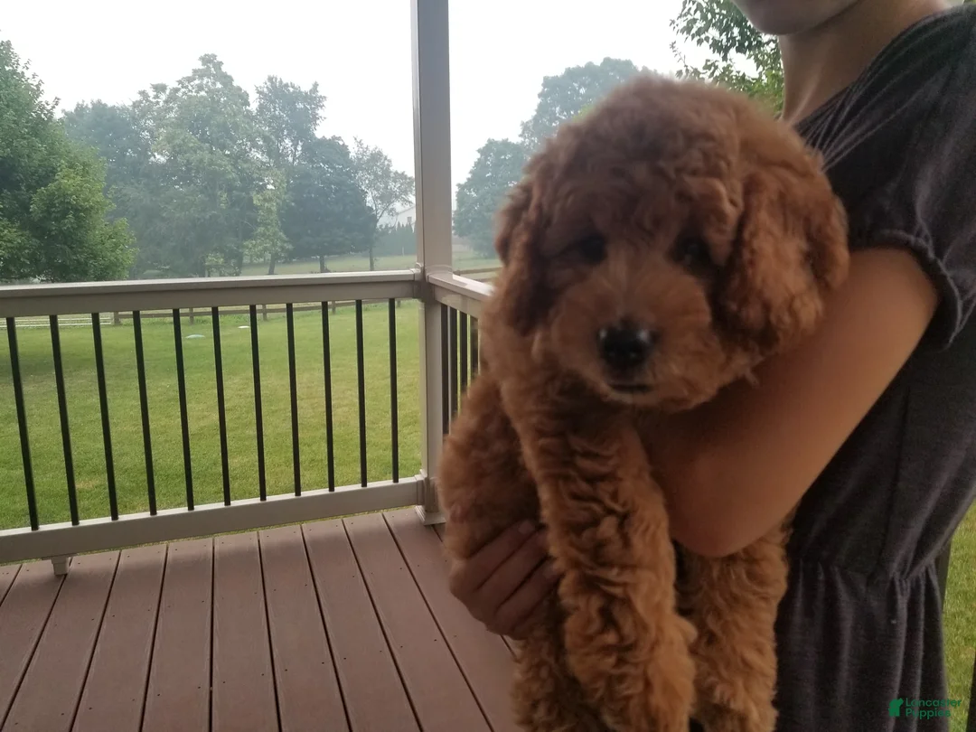 Mini Goldendoodle dogs for sale: Ginger - Ad 10