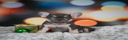 French Bulldog dogs for sale: Cordell - Ad 4