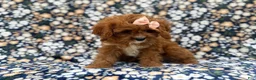 Cavapoo dogs for sale: Biscuitly - Ad 5