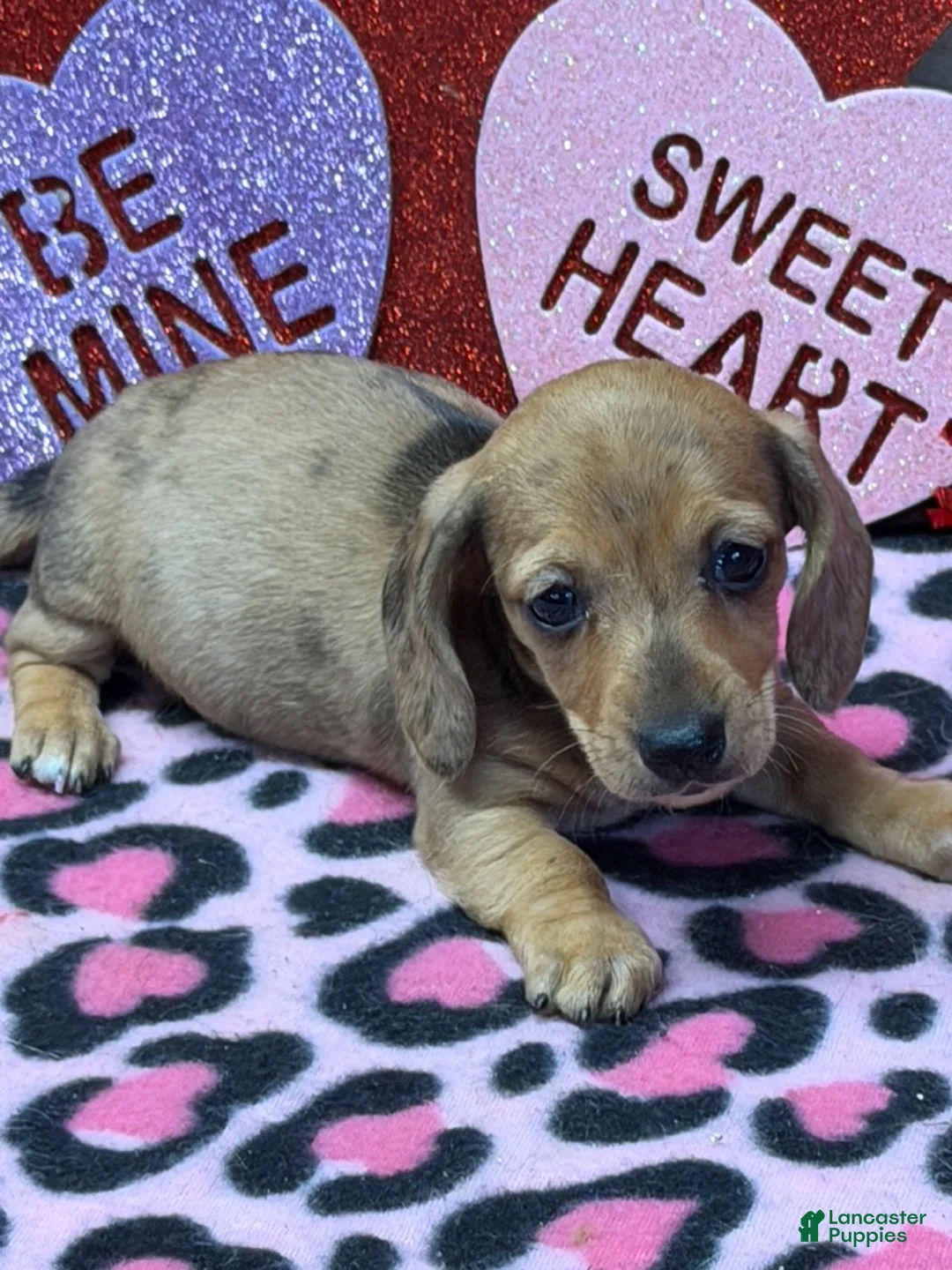 Miniature Dachshund dogs for sale: Ellis - Ad 2